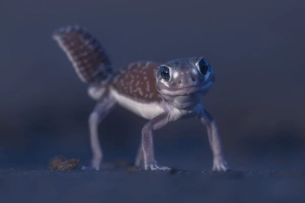 A wild three-lined knob-tailed gecko (Nephrurus levis) standing in high leg pose with tail erect