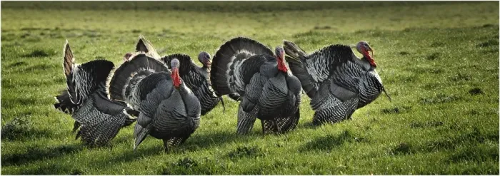 Framed Print : Wild Turkeys roaming in the countryside of King Island, Bass Strait, Tasmania, Australia