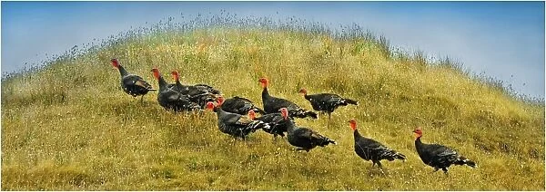Wild Turkeys roaming in the countryside of King Island, Bass Strait, Tasmania, Australia