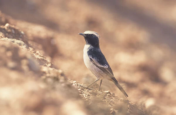 wild, wildlife, dry, wheatear, maghreb, Oenanthe, lugens, mix, mourning, rock