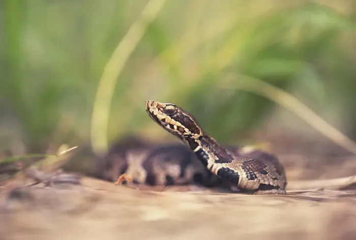 Framed Print : wild, wildlife, fauna, florida, serpent, deadly, predator, venomous, pitviper, cottonmouth