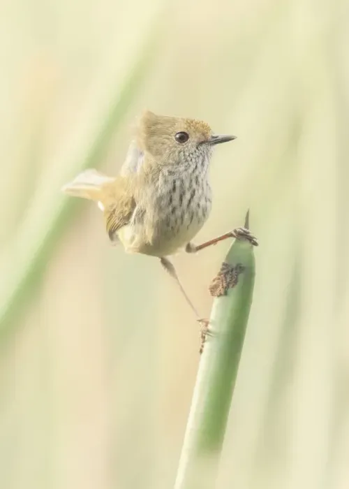 Framed Print : Wild and windblown brown thornbill (Acanthiza pusilla) on rush plant