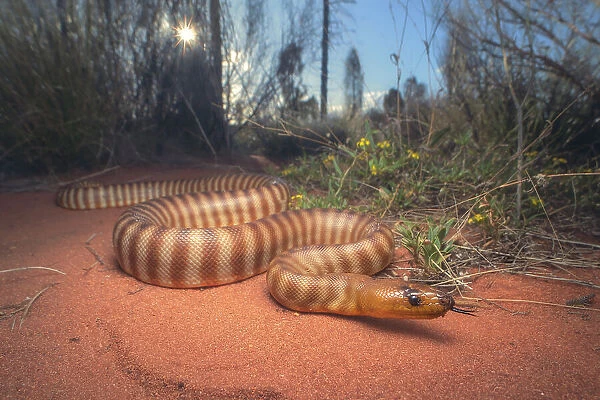 A wild woma python (Aspidites ramsayi) in sandy scrub and desert habitat, arid Central Australia