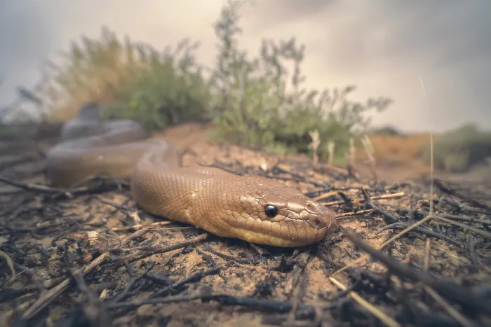 Framed Print : Wild woma python (Aspidites ramsayi) in saltbush scrub habitat with stormy background