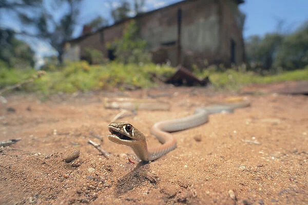 Wild yellow-faced whipsnake (Demansia psammophis) in habitat with ruined building and trees in background on a sunny day