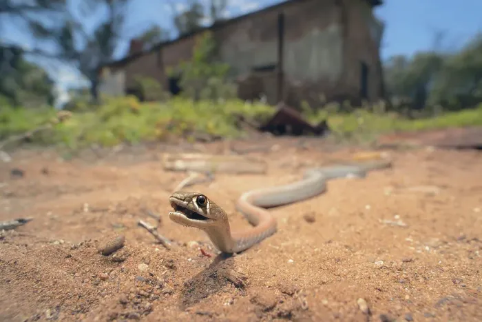 Framed Print : Wild yellow-faced whipsnake (Demansia psammophis) in habitat with ruined building and trees in background on a sunny day Framed Print : Wild yellow-faced whipsnake (Demansia psammophis) in habitat with ruined building and trees in background on a sunny day