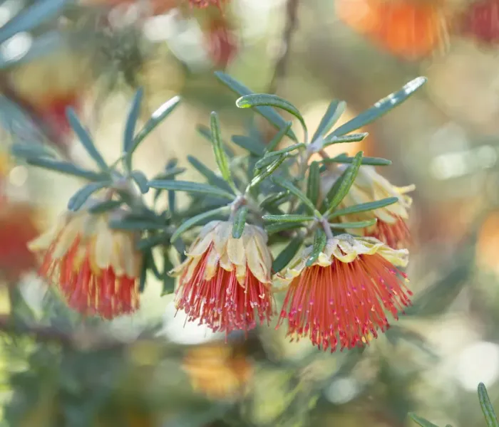 Framed Print : Wildflower