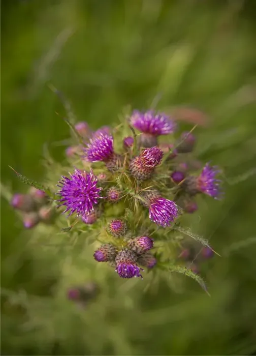 Framed Print : Wildflowers blooming in the summer, Shetland Islands, Scotland, United Kingdom