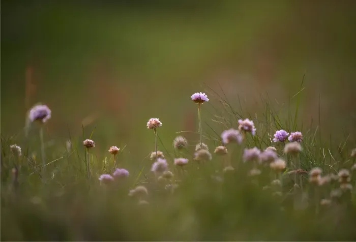 Framed Print : Wildflowers blooming in the summer, Shetland Islands, Scotland, United Kingdom