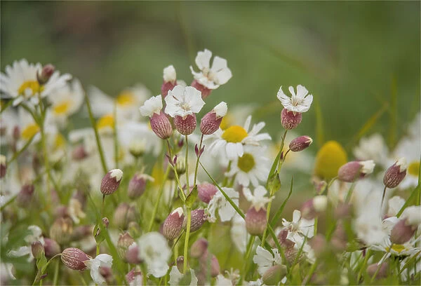 Wildflowers blooming in the summer, Shetland Islands, Scotland, United Kingdom