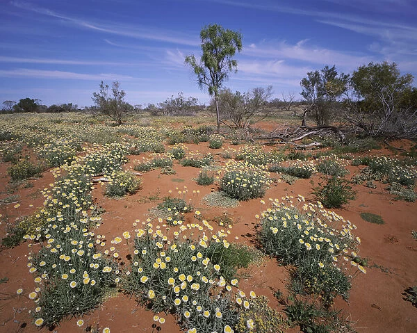 Wildflowers and daisies in Sturt Stony Desert, New South Wales, Australia
