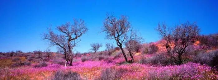 Framed Print : Wildflowers roxby downs