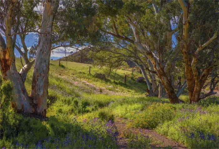 Framed Print : Wildflowers in Spring, Angorichina, Flinders Island, South Australia Framed Print : Wildflowers in Spring, Angorichina, Flinders Island, South Australia