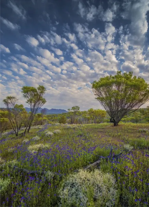 Framed Print : Wildflowers in the spring at Bunaroo valley in the southern region of Flinders Ranges National Park, South Australia