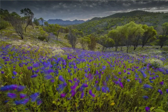 Framed Print : Wildflowers in the spring at Bunaroo valley in the southern region of Flinders Ranges National Park, South Australia Framed Print : Wildflowers in the spring at Bunaroo valley in the southern region of Flinders Ranges National Park, South Australia