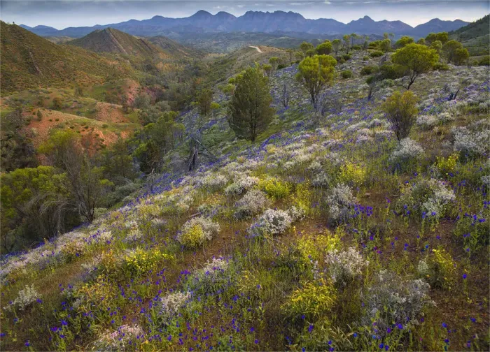 Framed Print : Wildflowers in the spring at Bunaroo valley in the southern region of Flinders Ranges National Park, South Australia Framed Print : Wildflowers in the spring at Bunaroo valley in the southern region of Flinders Ranges National Park, South Australia