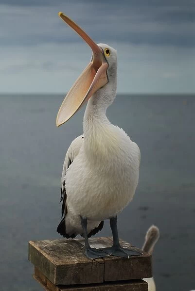 Wildlife. Australian Pelican, Kingscote