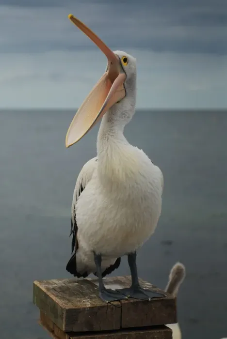 Framed Print : Wildlife. Australian Pelican, Kingscote Framed Print : Wildlife. Australian Pelican, Kingscote