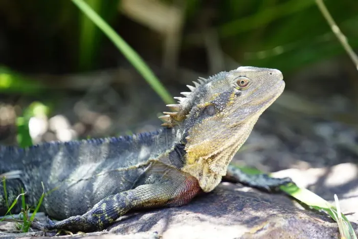 Framed Print : Wildlife. Eastern Water Dragon, Brisbane Botanic Gardens, Queensland Australia