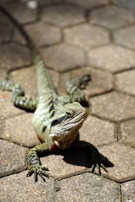 Framed Print : Wildlife. Wild Eastern Water Dragon lounging in the sun, Brisbane Queensland Australia Framed Print : Wildlife. Wild Eastern Water Dragon lounging in the sun, Brisbane Queensland Australia