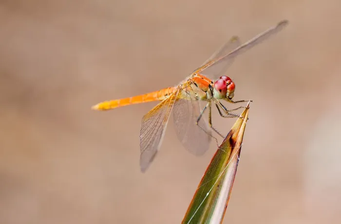Framed Print : Wildlife. Dragon fly, North Ryde New South Wales, Australia Framed Print : Wildlife. Dragon fly, North Ryde New South Wales, Australia