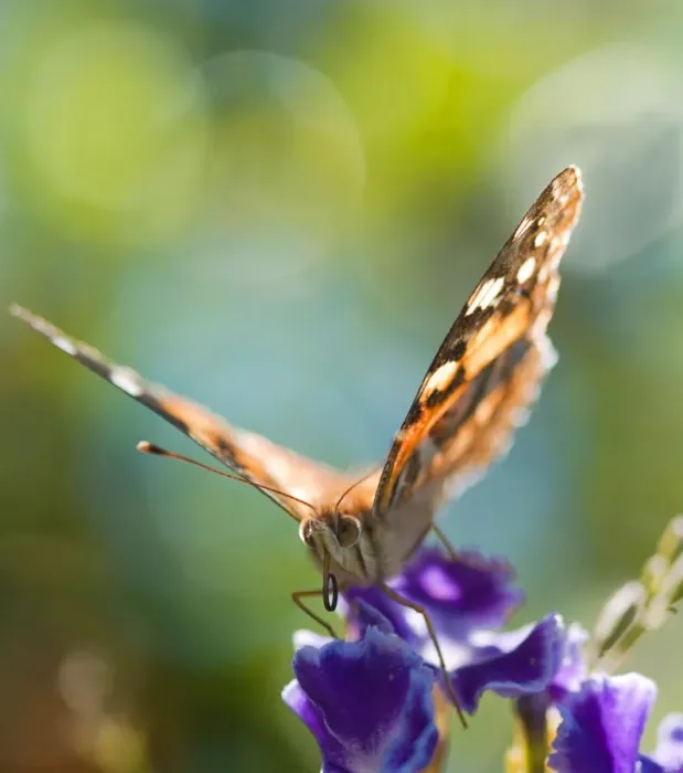 Framed Print : Wildlife- wanderer butterfly on a flower Framed Print : Wildlife- wanderer butterfly on a flower