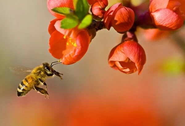 Wildlife- honey bee hovering near blossoms