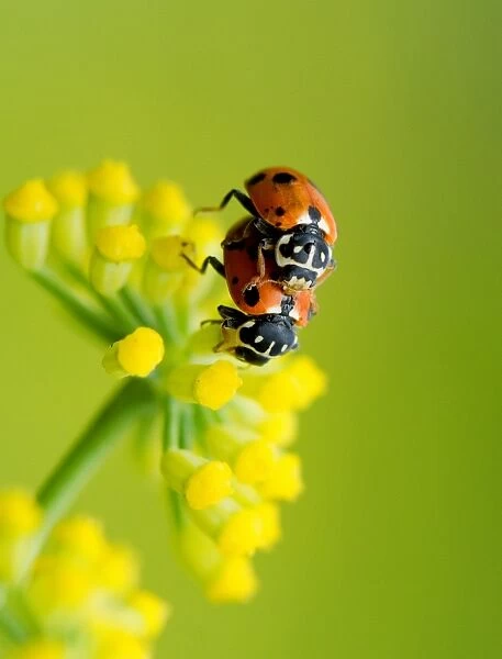 Wildlife- mating ladybirds on a fennel flower