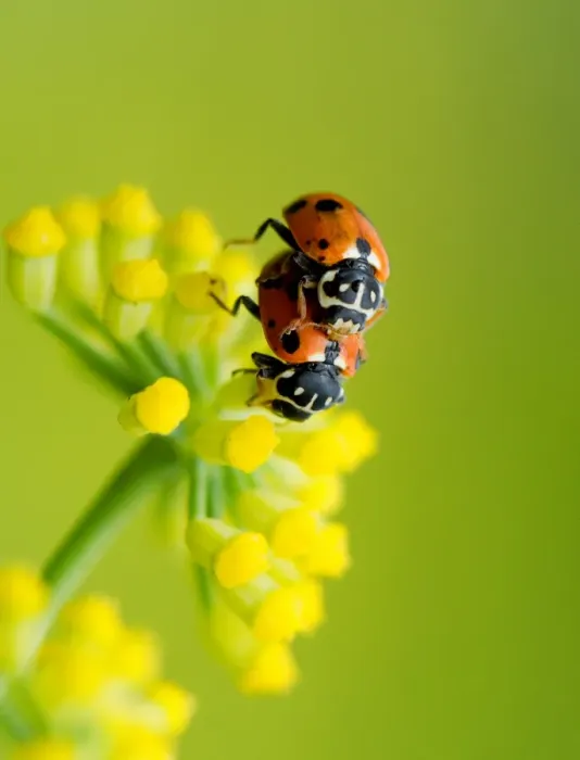 Framed Print : Wildlife- mating ladybirds on a fennel flower Framed Print : Wildlife- mating ladybirds on a fennel flower