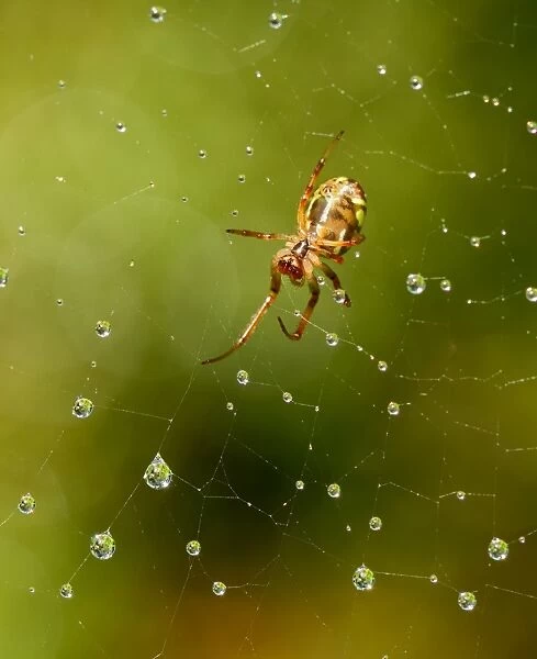Wildlife-Garden spider in web that has raindrops on it