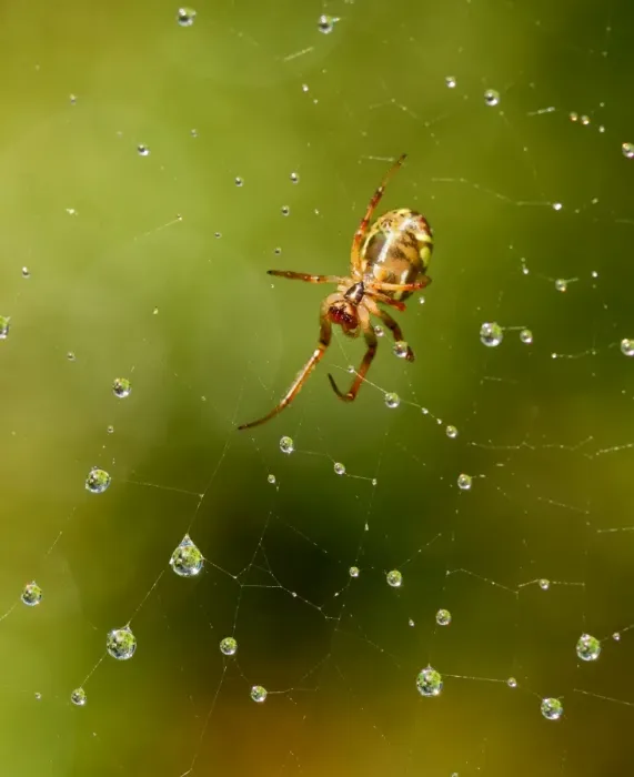 Framed Print : Wildlife-Garden spider in web that has raindrops on it Framed Print : Wildlife-Garden spider in web that has raindrops on it