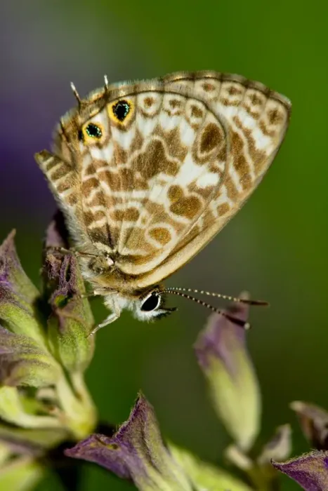 Framed Print : Wildlife- small Zebra Blue Butterfly on a salvia plant