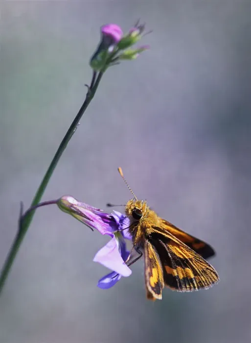 Framed Print : Wildlife- Skipper butterfly on a native lobelia flower. Sydney, Australia