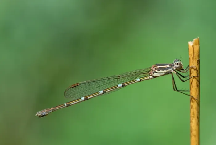Framed Print : Wildlife-slender Ringtail Damselfly in a garden. Sydney Australia Framed Print : Wildlife-slender Ringtail Damselfly in a garden. Sydney Australia