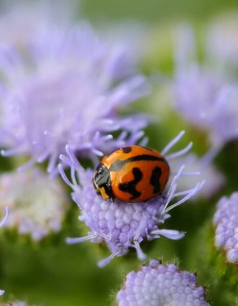 Wildlife- Ladybird on a purple floss flower