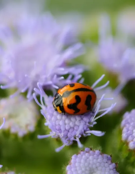 Framed Print : Wildlife- Ladybird on a purple floss flower