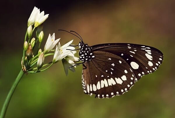 Wildlife- a common crow butterfly on an onion weed flower. Sydney, Australia