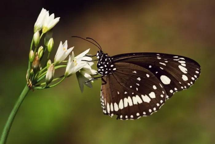Framed Print : Wildlife- a common crow butterfly on an onion weed flower. Sydney, Australia Framed Print : Wildlife- a common crow butterfly on an onion weed flower. Sydney, Australia