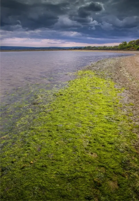 Framed Print : Wildlife and recreational reserve of Arne, the Isle of Purbeck, Dorset, England, United Kingdom