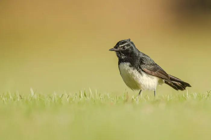 Framed Print : Willie Wagtail