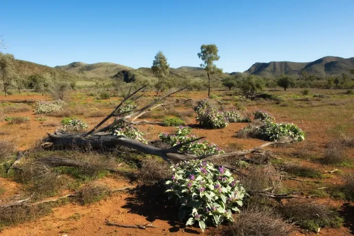 Framed Print : Willow springs flinders ranges Framed Print : Willow springs flinders ranges