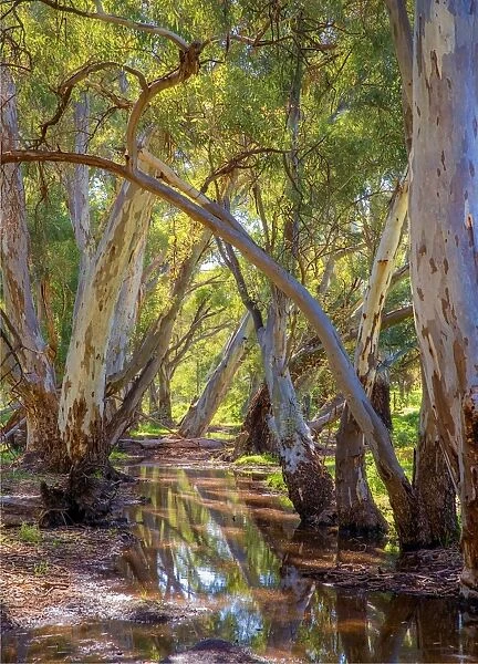 Wilpena creek, Flinders Ranges National Park, South Australia