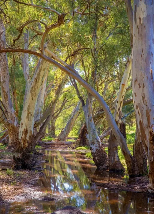 Framed Print : Wilpena creek, Flinders Ranges National Park, South Australia