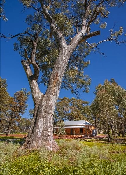 Wilpena pound, Flinders Ranges, outback South Australia