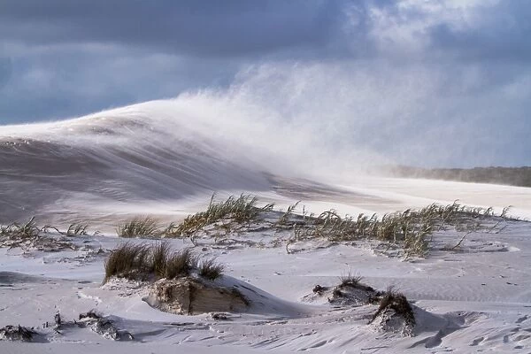 Dunes. Wind blowing the sand and causing sand drift off the beautiful textured dunes