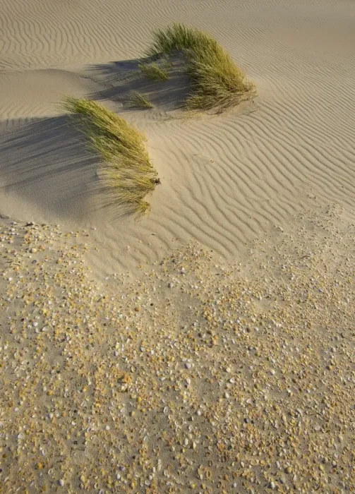 Framed Print : Wind patterns on Martha Lavinia Beach