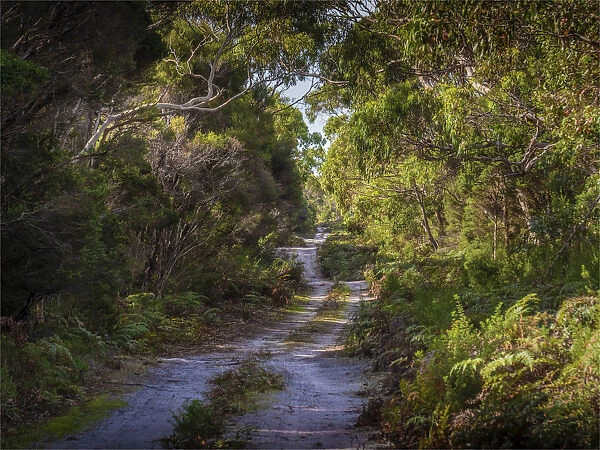Winding track in the forest of Colliers swamp, King Island, Bass Straight, Tasmania