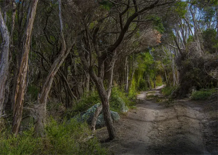 Framed Print : Winding track through trees, Sawyers bay, Flinders Island, Bass Straight, Tasmania