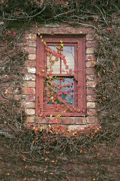 Window covered in Boston ivy