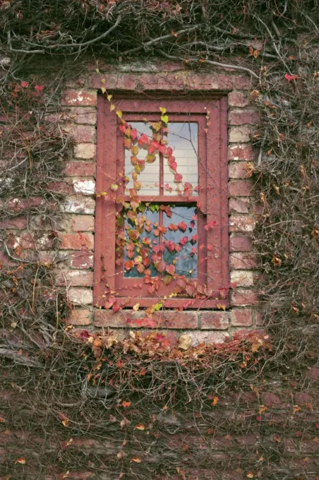 Framed Print : Window covered in Boston ivy